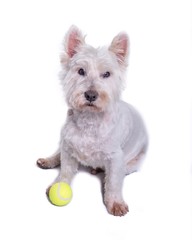 Dog on white background, taken in a studio.