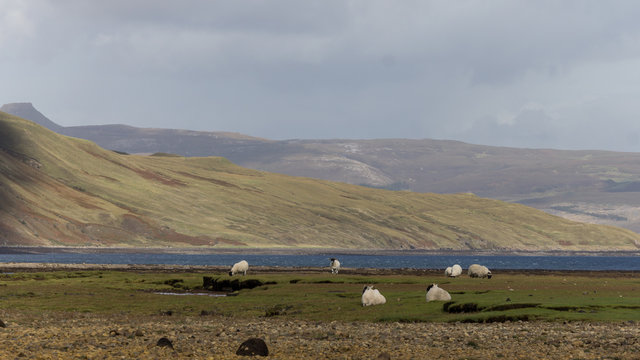 Beautiful scenery in Scotland. River flows through a green valley. Green mountainside and sheeps in the background.