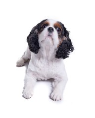 Dog on white background, taken in a studio.