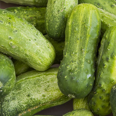 Fresh crunchy green cucumbers in a pile at a farmer's market in Oregon