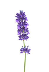 Lavender flowers isolated on white 