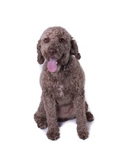 Dog on white background, taken in a studio.
