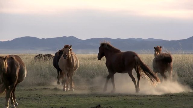 Mongolia_52