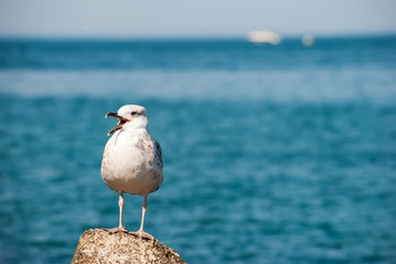 Seagull sit on the rock in the water. Sea background in the sunny summer day.