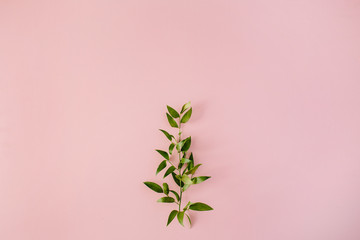 beautiful green fresh branch on pink background. flat lay, top view