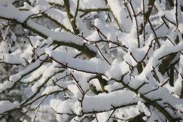 Schneebdeckte Zweige 