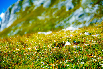 Mountain meadow and mountain flowers, blur background.