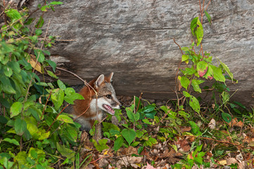 Grey Fox (Urocyon cinereoargenteus) Pokes Head Out from Under Lo