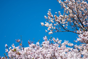 青空に舞う桜