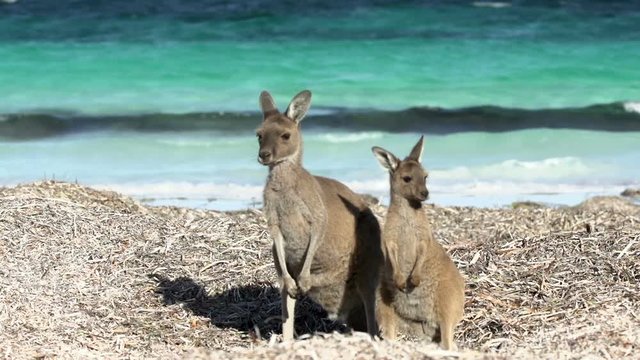Mother and child kangaroo at lucky bay beach looking in to the camera in Cape Le Grand National Park
