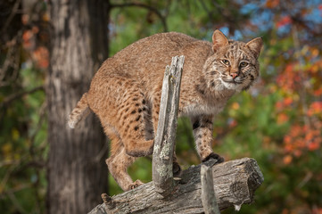 Bobcat (Lynx rufus) Prepares to Jump Off Branch