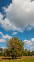 Obraz premium trees in the meadow and the cloud