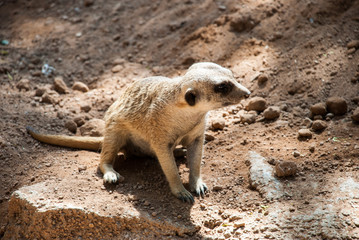 Suricate or meerkat (Suricata suricatta), cute creature