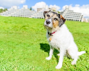 Adorable jack russell terrier posing for the camera