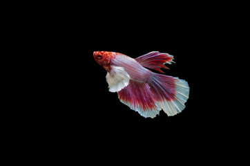 Fighting fish.