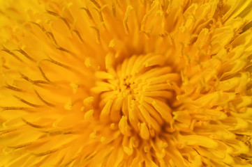 close-up yellow  dandelion  flower with soft focus effect. natural background