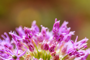 close-up flower with soft focus effect. natural background