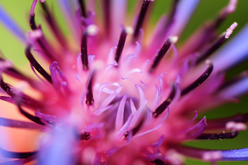 close up spring violet flower. natural background with soft focus