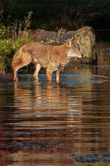 Obraz na płótnie Canvas Coyote (Canis latrans) Stands in Water