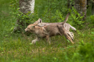 Fototapeta premium Grey Wolf (Canis lupus) Pups Runs Left