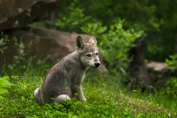 Grey Wolf (Canis lupus) Pup Looks Back