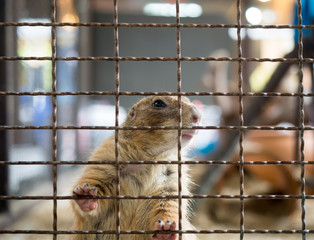 Obraz premium squirrel sitting in a cage