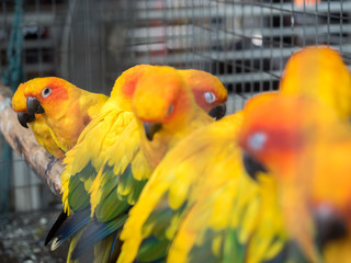 colorful parrot bird sleeping
