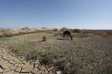 ubłocony wielbłąd na pustyni © agarianna
