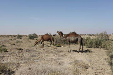 ubłocone wielbłądy na pustyni © agarianna