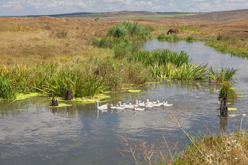 rural scene near river