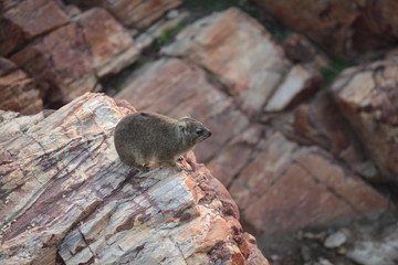 small hyrax on the rock