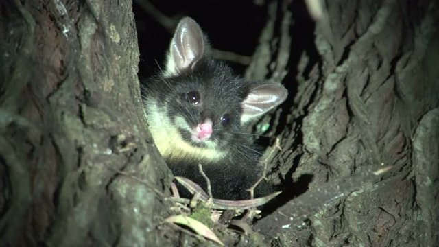 Small possum in a tree in the night in Margaret River, Western Australia
