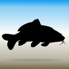Silhouette of a carp koi fish