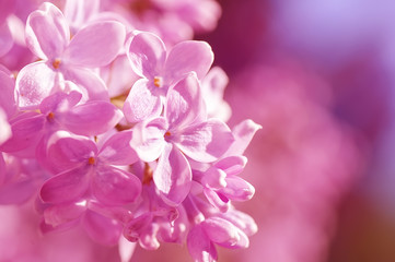 closeup pink lilac  flowers, natural abstract  floral background