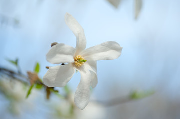 white closeup magnolia flower. natural spring or summer floral background