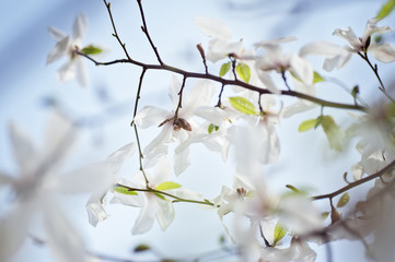 white  magnolia flower. natural spring or summer floral  background