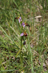 mehrblütige Bienen-Ragwurz (Ophrys apifera)