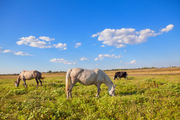 horses and cows grazing