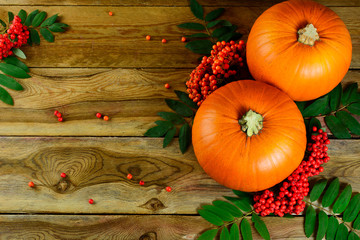 Thanksgiving background with pumpkins and rowan berries