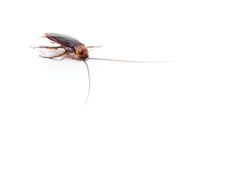 Cockroaches carry diseases that you have to eliminate.
