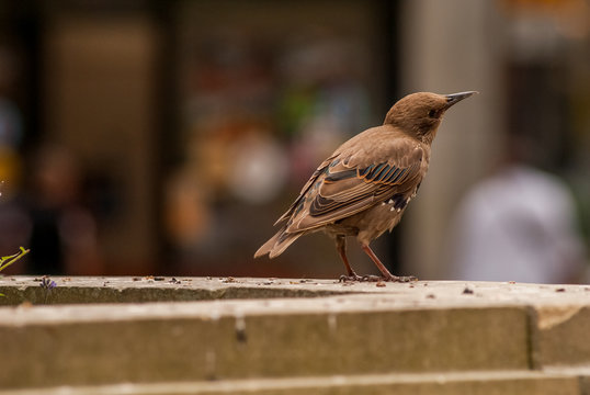 Starling In Wakefield, England, West Yorkshire