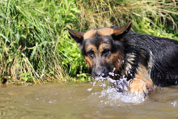 Dog german shepherd catches fish in water