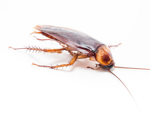 Cockroaches carry diseases that you have to eliminate.