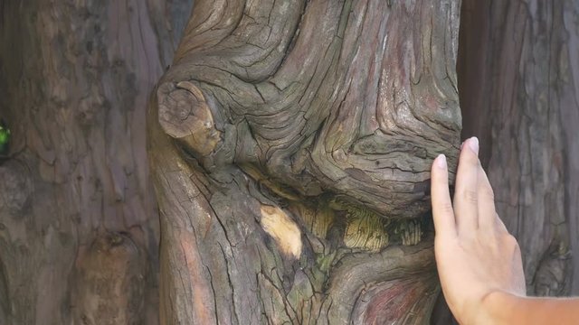 Female hand touching unusual tree trunk