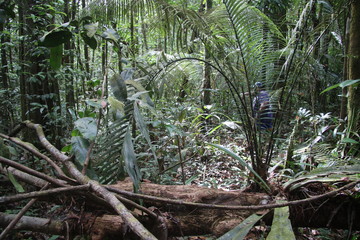 Guyane - Camp Cariacou