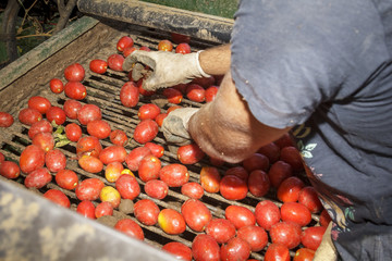 Cosechando tomate en el campo. Cosechadora recogiendo el tomate. Selección y limpieza de tomate....