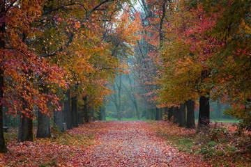 Naklejka premium Autumn Park path covered in fallen coloured leaves