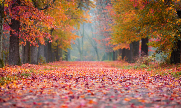 Autumn Park path covered in fallen coloured leaves