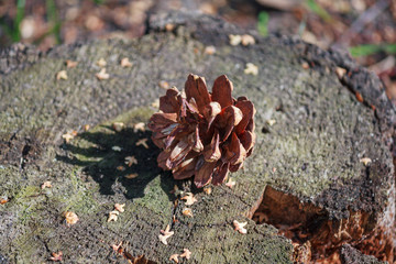 Dry cracked bump on the stump. Nature
