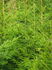 young Christmas trees